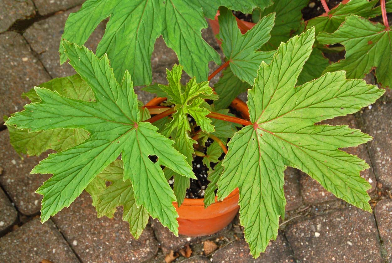 B. gardneri